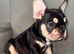 French bulldog puppies