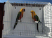 Proven pair jenday conure