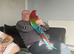 Greenwing macaw