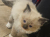 5 lovely ragdoll kittens looking for homes