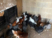 POL Pullets