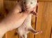 Half & semi angora Kits available