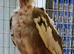 Lovely tame hen young