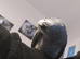 AFRICAN GREY PARROT