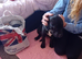 Rottweilerx pocketbully
