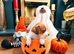 Jack Russell puppy