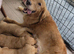 Beautiful KC registered Golden Retriever puppies