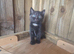 Polydactyl Female Kittens