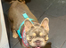Frenchie girl