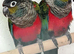 Crimson Bellied Conures