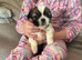 Shih Tzu pups