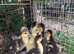 Muscovy duckings