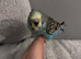 Baby  Budgie seven weeks old (Blue Pied Yellow Face)