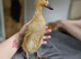 2 x 2 week old ducklings