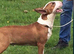 I have English bull terrier proven stud dogs