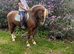 Welsh x TB stunning flashy gelding