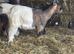 6 month old Pygmy wethers