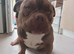 Male pocket bully