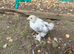 Pekin Bantam Chicks