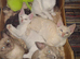 Only ginger left might keep him -rare Gorgeous Russian white Siamese kittens beautiful colours-final price