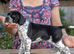 Stunning KC reg Pointers 2 girls left