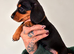 Beautiful dachshund puppies