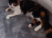 Calico female cat
