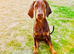 Male euro doberman grand son of colt de perlanera