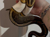CB23 Female GHI Pied Royal