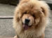 Chow chow stud