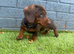 Last one miniature dachshund puppies ready to leave
