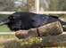 Raven