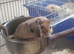2 gebrils for sale