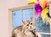 Female Maine Coon Kitten - 12 weeks