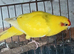 Kakariki hen kakariki hen
