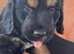 Only one Puppy left