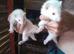 Albino ferrets for sale