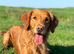 Golden Retriever Puppies 3 Girls & 2 Boys NOW HERE!
