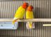 Lutino birds for sale