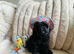 Toy Poodle Puppies