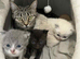 3 Males kittens