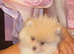 Toy Pomeranian 11months boy
