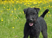 TOP QUALITY FELL TERRIER PUPS