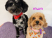 Adorable mini poodles for sale &pound;1500.