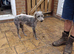 Bedlington whippet dog