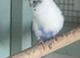 Budgies