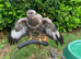 Male Buzzard