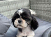 Shihpoo, DNA health tested parent
