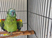 Blue front amazon parrot