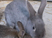 Rex crossbreed Doe